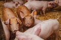 young pigs and piglets in barn livestock farm - PhotoDune Item for Sale