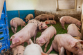 pigs in the pigsty livestock pork production - PhotoDune Item for Sale