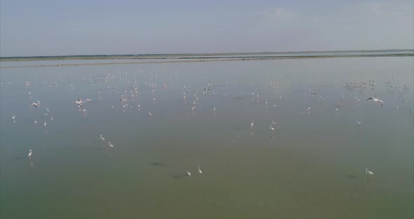 Aerial Panning of a Flock of Flamingos