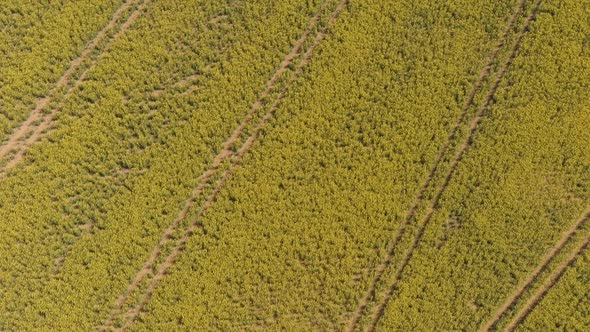 Beautiful Yellow Rape Fields In Spring Sun Aerial1