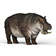 Hippopotamus - 3DOcean Item for Sale