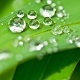 Water Dripping on Plant