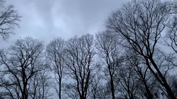 Large Flock of Birds Flying Around Trees and Buildings with Camera Following Pigeons