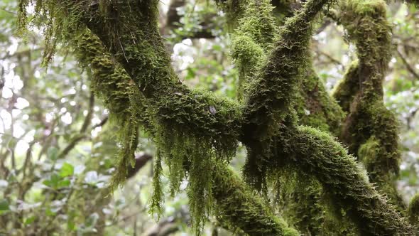 Typical vegetation at cloud forest in Garajonay national park