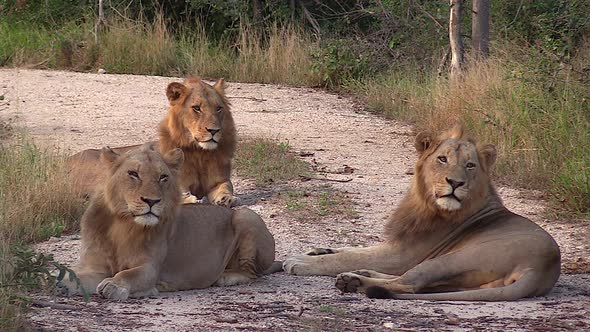 Three adult male lions lie together on sandy ground by tall grass