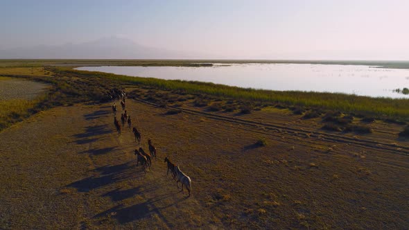 Horses Running in Nature