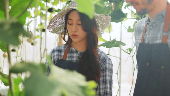 The farmer is checking the quality of the melon at the melon