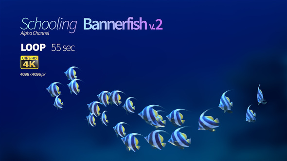 Schooling Bannerfish 2