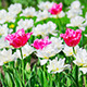 Pink And White Tulips - VideoHive Item for Sale