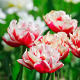 Pink And White Tulips - VideoHive Item for Sale