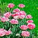 Pink Tulips On Green Grass - VideoHive Item for Sale