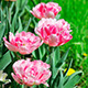 Pink Tulips On Green Grass 1 - VideoHive Item for Sale