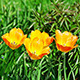 Yellow Tulips On Green - VideoHive Item for Sale
