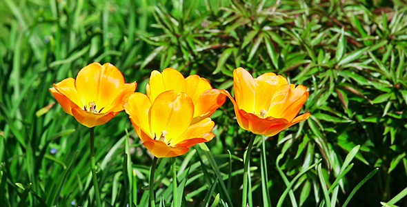 Yellow Tulips On Green