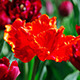 Red Parrot Tulips - VideoHive Item for Sale