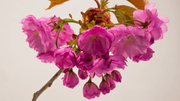 Pink Sakura Tree Flowers