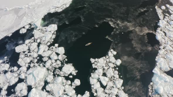 The Far Eastern Seal Swims on the Surface of the Sea Among the Ice Floes