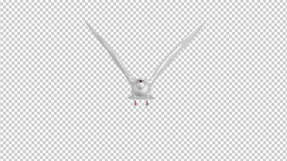 White Dove - Flying Loop - Front View
