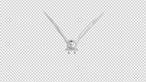 White Dove - 4K Flying Loop - Front View