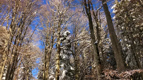 Winter Time in Mountains