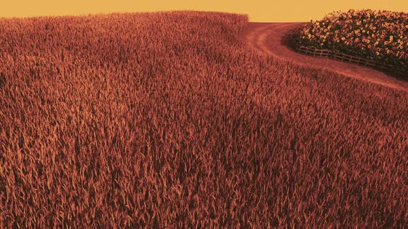 Gold Wheat Field at Sunset Landscape