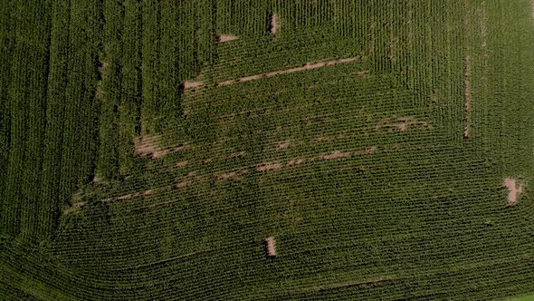 Aerial view of country road with cars commuting with cornfields and trees surrounding on a nice sunn