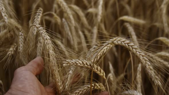 Palmhand of Farmer Touching Ripe Barley