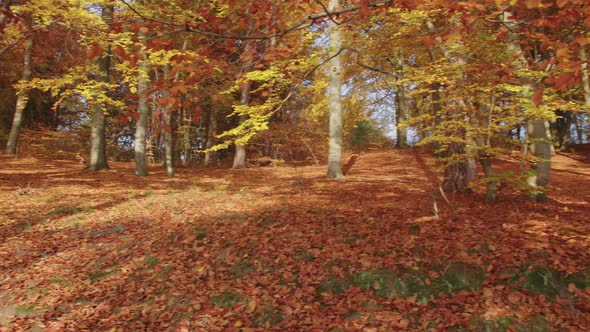 Slow Panning through a Beautiful Autumn Forest