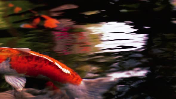 A colorful variety of ornamental Koi-Carp fishes or Kohaku is one of the gosanke, the ‘Big Three’, c