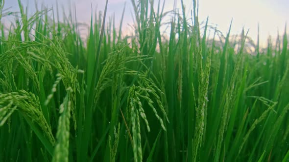 Close Up Morning Green Meadow with Ears of Rice and Tall Grass in Calm Weather