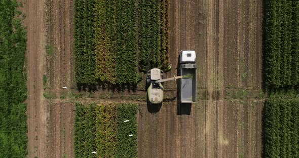 Combine harvesting Corn crops for silage, Drone footage.