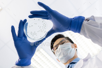ing petri dish with group of bacteria while testing new antivirus sanitizer
