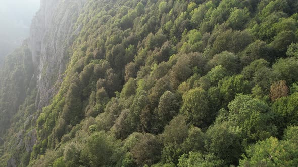Aerial Forest and Cliff