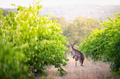 Vineyard Kangaroo - PhotoDune Item for Sale