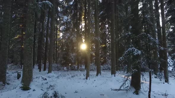 Snowy Forest Trees