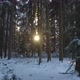Snowy Forest Trees - VideoHive Item for Sale