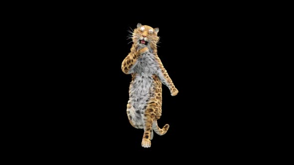 Leopard Dancing HD