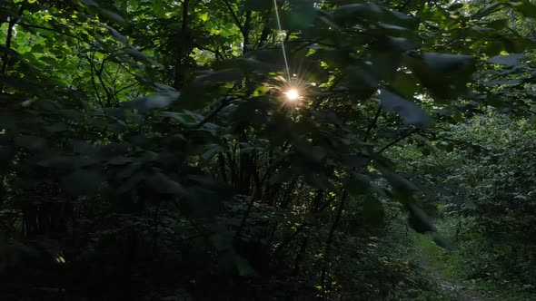 Slow Motion View of Green Forest By Day