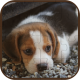 Cute Dogs Puzzle | HTML5 Construct Game - CodeCanyon Item for Sale