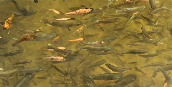 Fish In The Pond alt