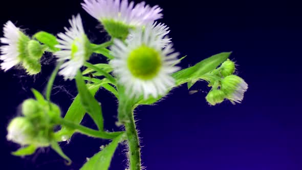 Blooming wild white chamomile isolated on a blue background.