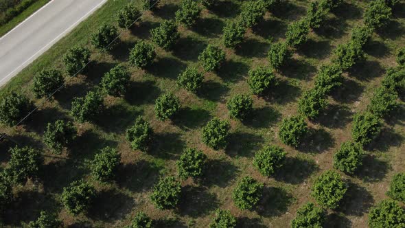 Hazelnuts Agriculture Cultivation Aerial View