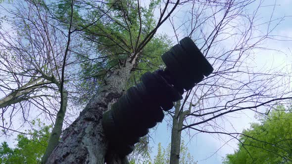 Car Tires Over a Tree in the Woods