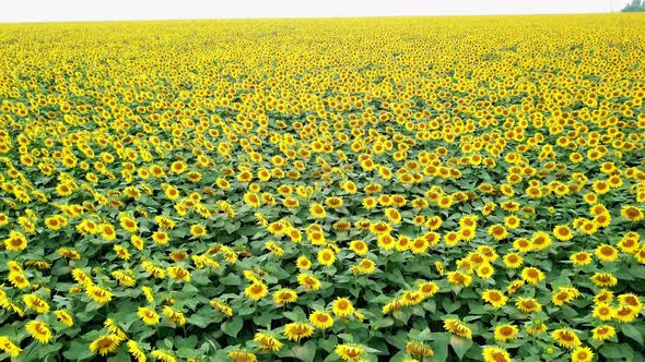 Enormous field with beautiful sunflowers growing in summer at a bright day.