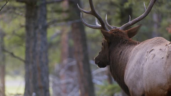 Elk Bull drooling with flies close up