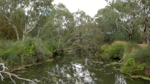 The Barwon River Geelong. Beautiful still water with gum trees overhanging the banks of the river. L