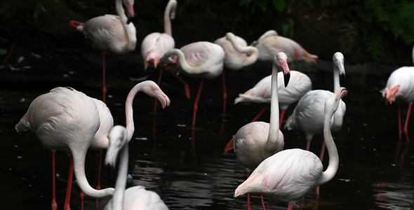 Bird - Flamingo 