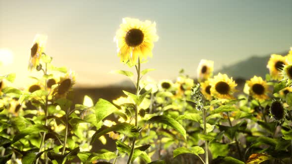 Sunflower Field on a Warm Summer Evening