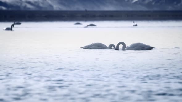 Wild Geese Birds Searching for a Food White Swan on a Mountain Lake in Iceland