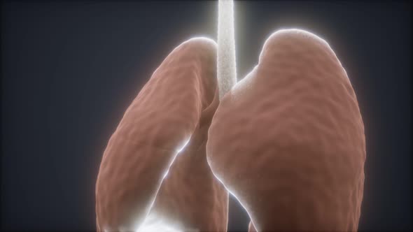 3d Animation of Human Lungs alt